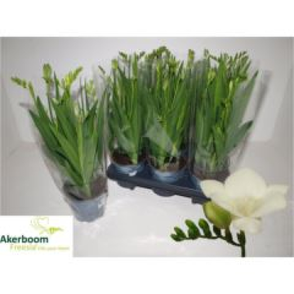 Freesia 'Feelgood White'