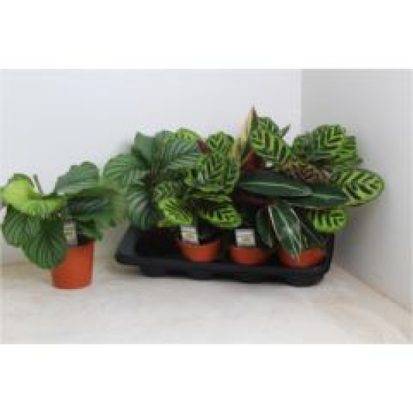 Calathea gemischt