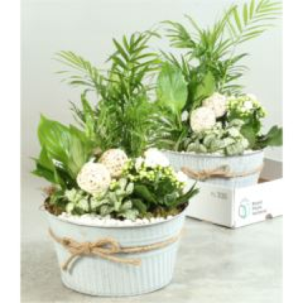 Pflanzenmix im Blechtopf- rund