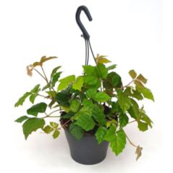 Cissus rhombifolia