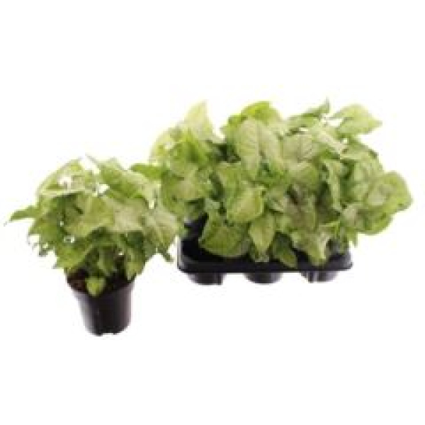 Syngonium 'White Butterfly'