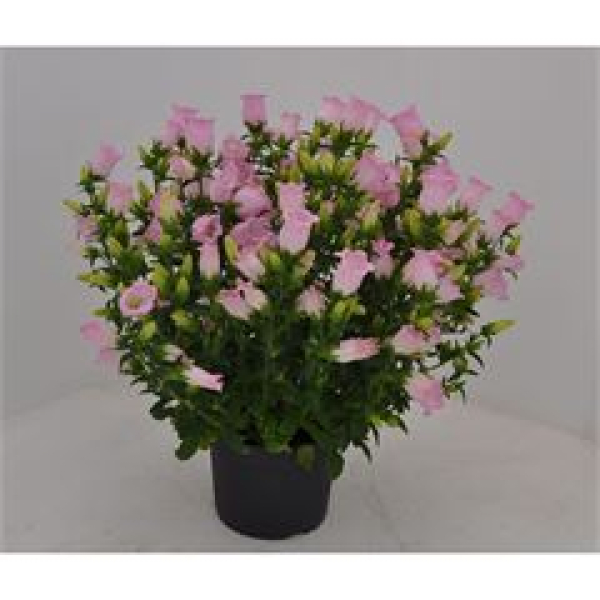 Campanula medium Kübel rosa