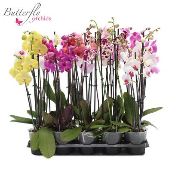 Phalaenopsis 3 Rispen Mix