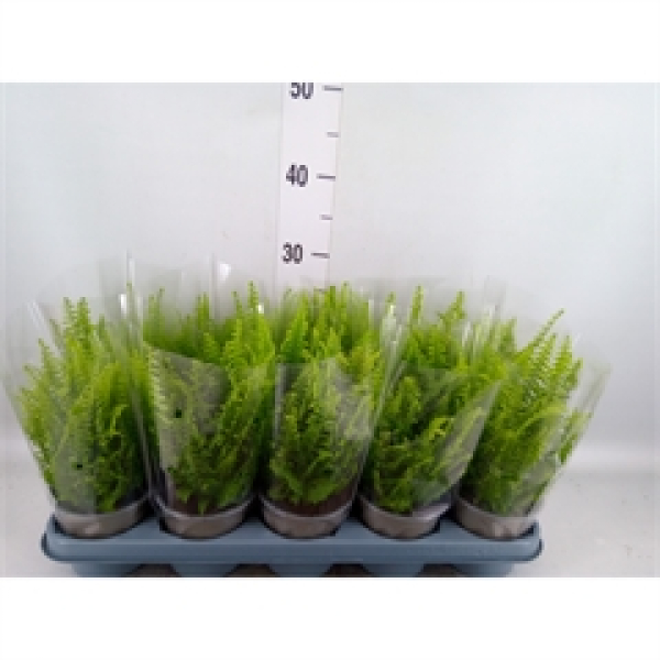 Nephrolepis exal. 'Green Lady'
