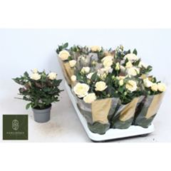 Rosa 'Belami Kordana'