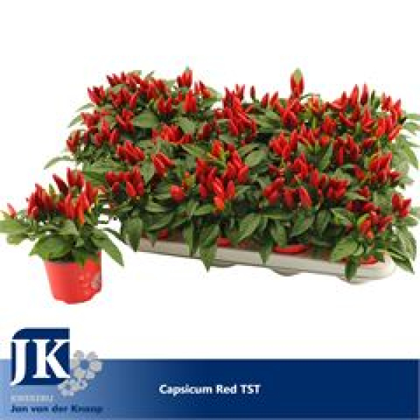 Capsicum annuum 'Salsa Red'