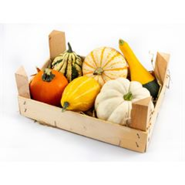 Cucurbita in Hozkiste