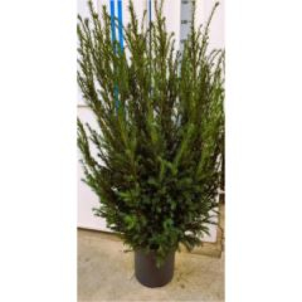 Taxus media 'Groenland'