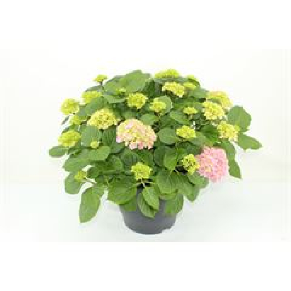 Hydrangea Busch rosa