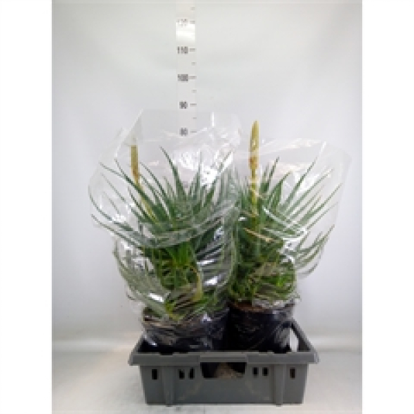 Aloe arborescens mit Knospe