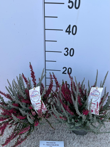 Calluna "Fluffy" Duo