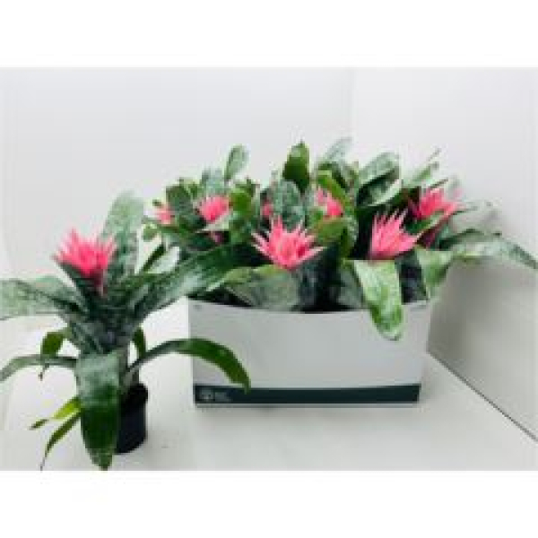 Aechmea fasciata 'Primera'