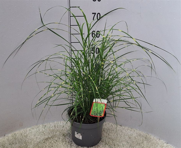 Miscanthus sin. "Strictus"