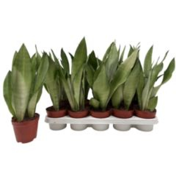 Sansevieria trifa. 'Moonshine'