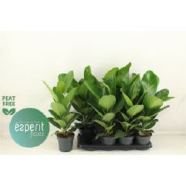 Ficus benghalensis 'Audrey'