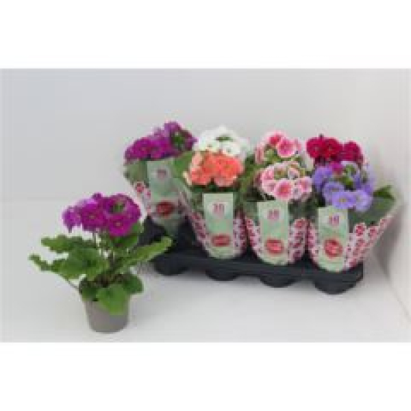 Primula obcon. Mix