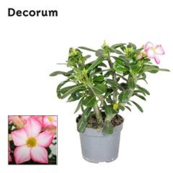 Adenium obesum 'Pinkstar'