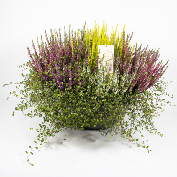 Calluna Mixschale mit Mühlenbeckia