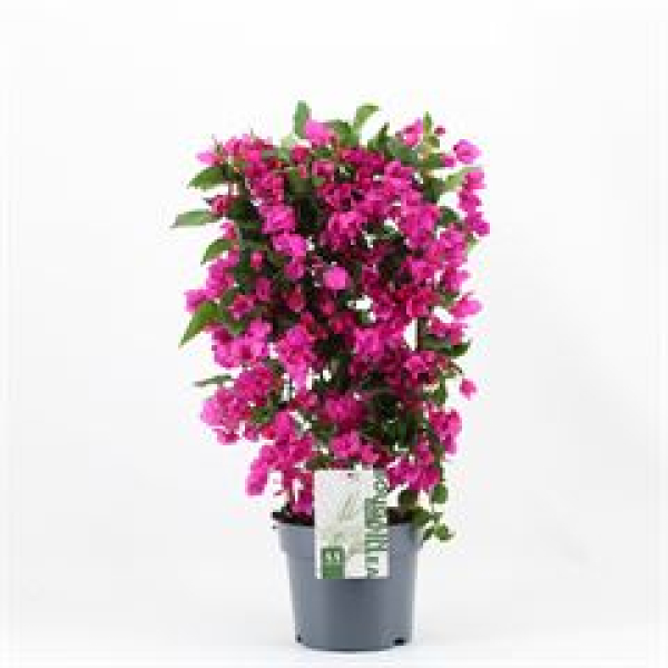 Bougainvillea 'Sanderiana'  Spalier