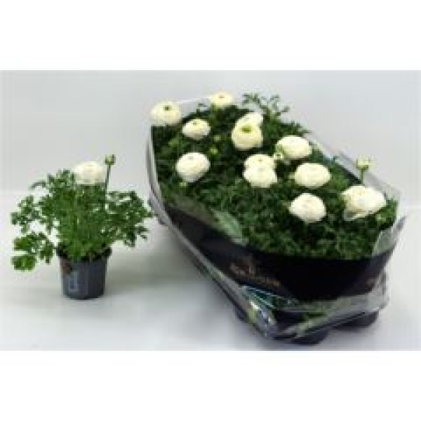 Ranunculus weiß