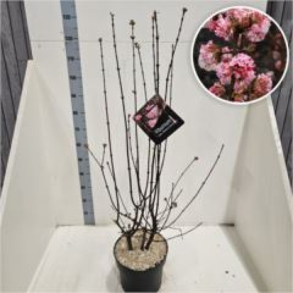 Viburnum bodnant. 'Charles Lamon'