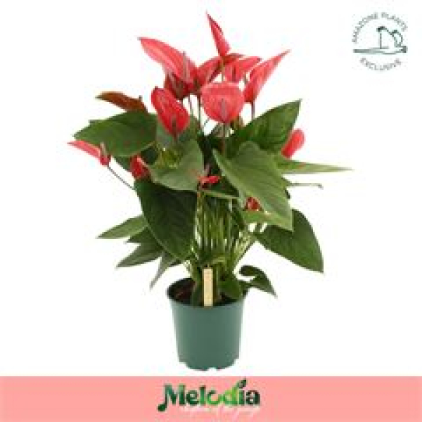Anthurium andr. 'Melodia Ibis' XL