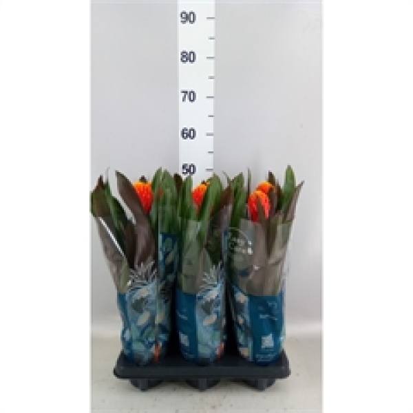 Guzmania "Tala"