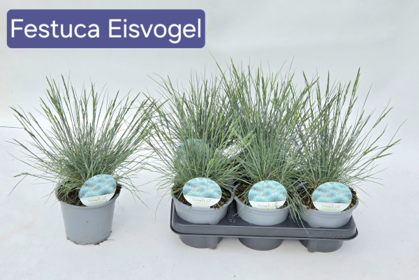 Festuca "Eisvogel"
