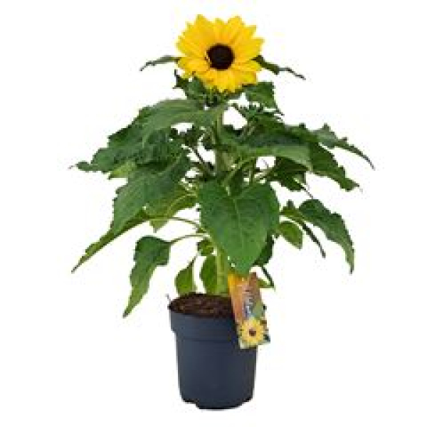 Helianthus an. 'Sunfinity'