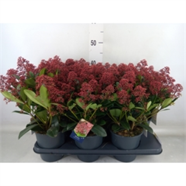 Skimmia jap. "Rubella"