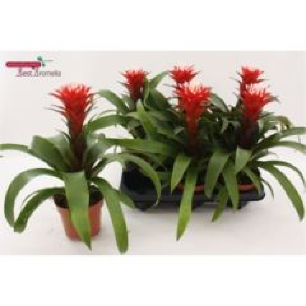 Guzmania 'Hope'