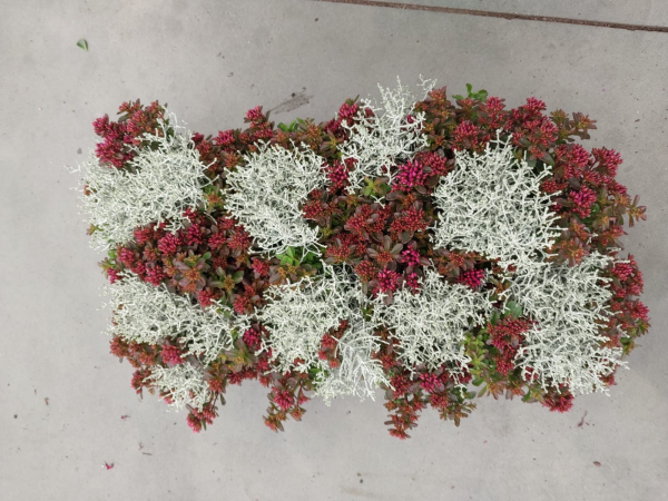 Calocephalus + Sedum