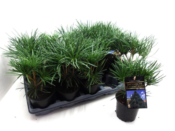 Sciadopitys vertcillata