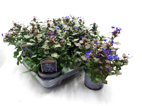 Ceratostigma plum.