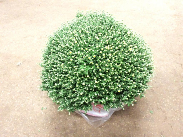 Chrysanthemum Busch XL gelb