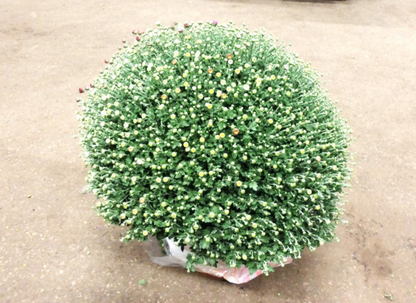 Chrysanthemum Busch XL mix im Topf