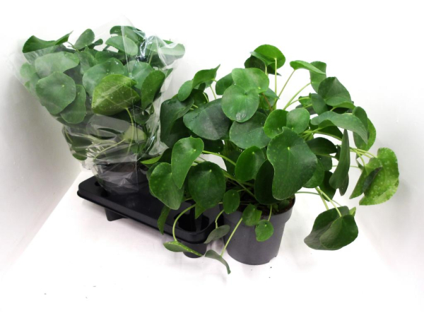 Pilea peperomiodes