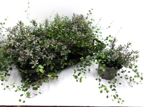 Hebe + Mühlenbeckia