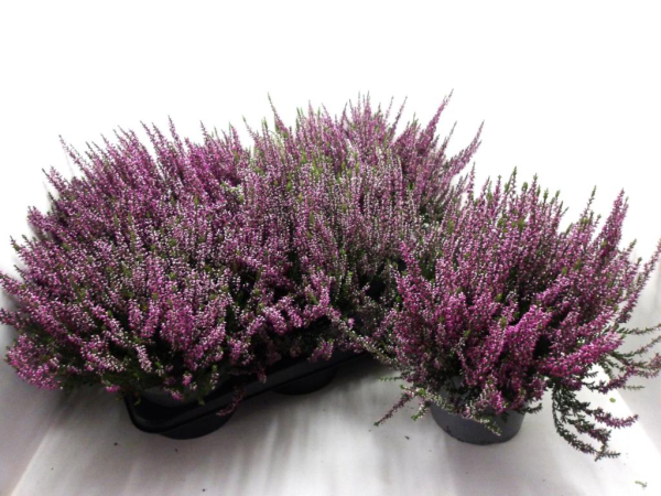 Calluna vulga. lila