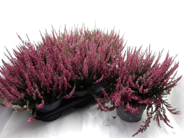 Calluna vulga. rot