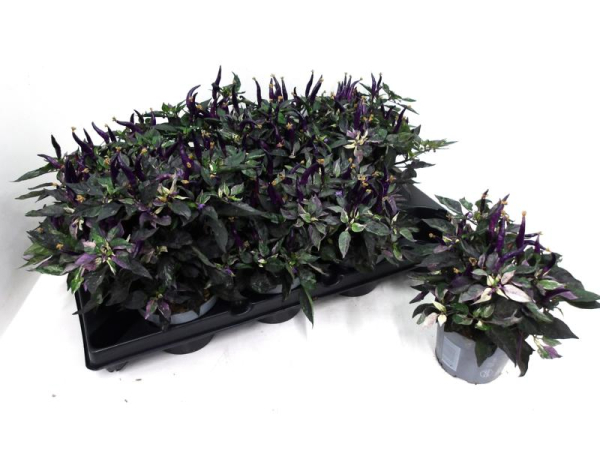 Capsicum annuum "Uchu" lila