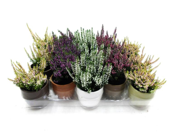 Calluna im Übertopf