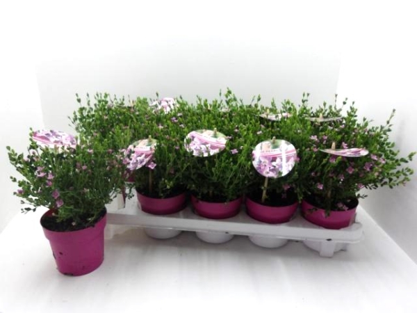Boronia crenulata