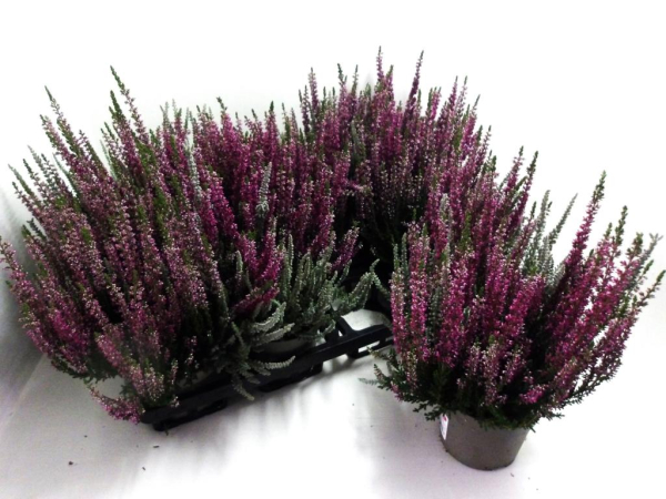 Calluna vulgaris  Twin 'Fluffy/Lila'