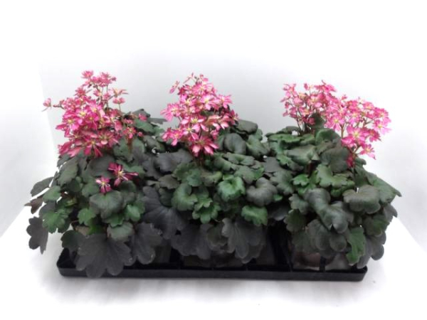 Saxifraga cortusifolia rosa