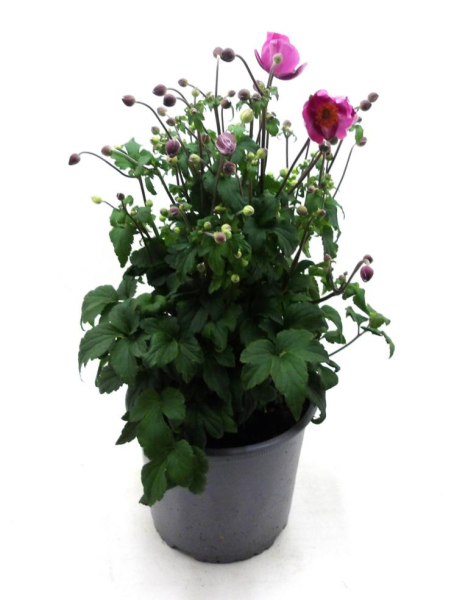 Anemone hup. Kübel pink