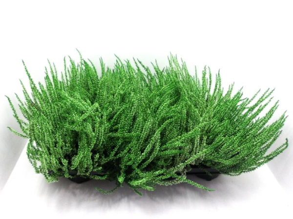 Calluna gefärbt grün