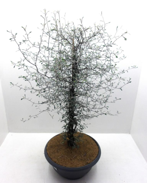 Corokia cotoneaster Schale
