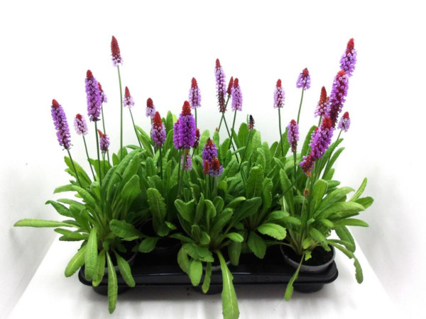 Primula vialii