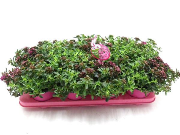 Sedum "Spot on" Deep Rose